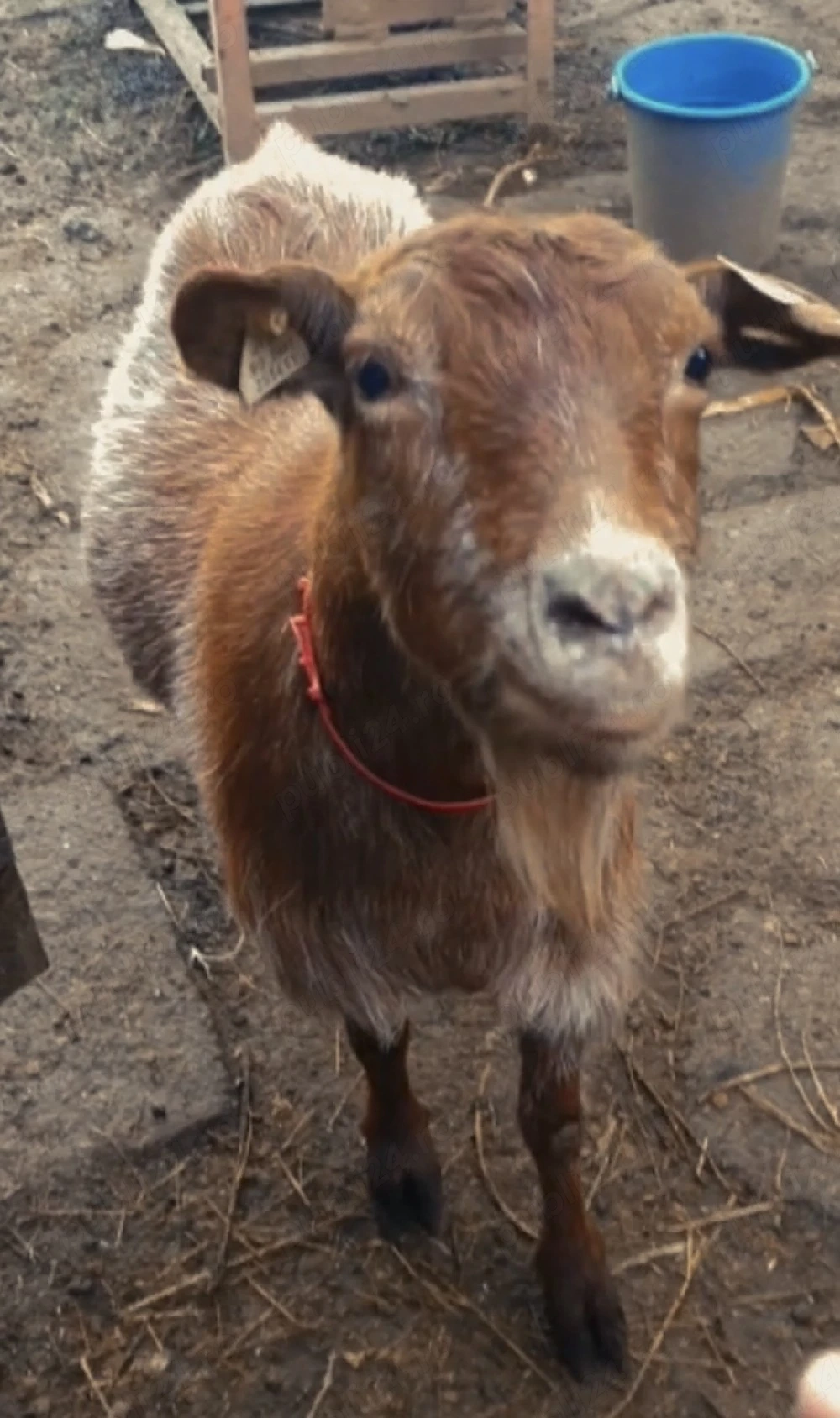 Capră cu ied și ieduță