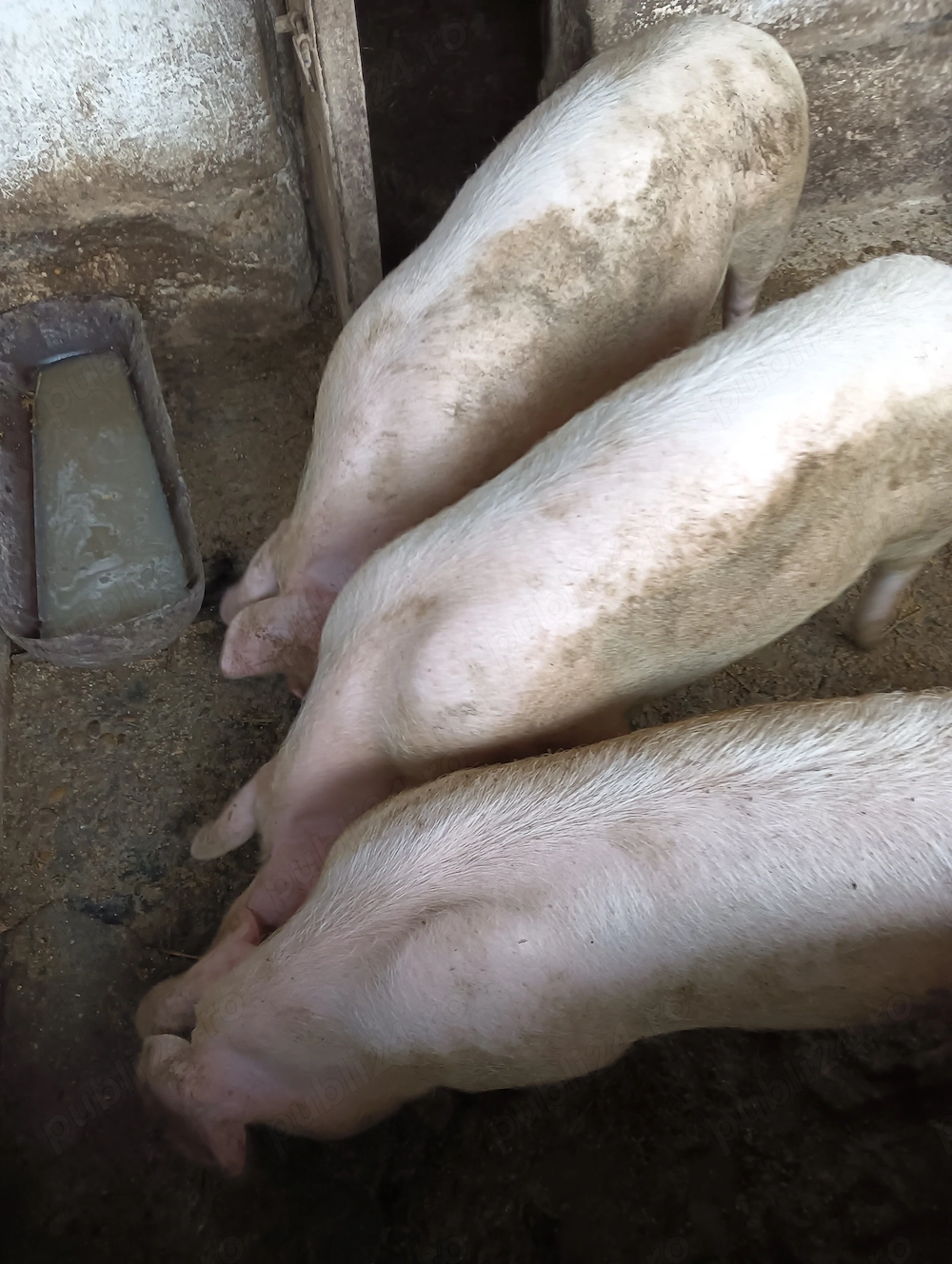 Vând 2 porci rasa landras