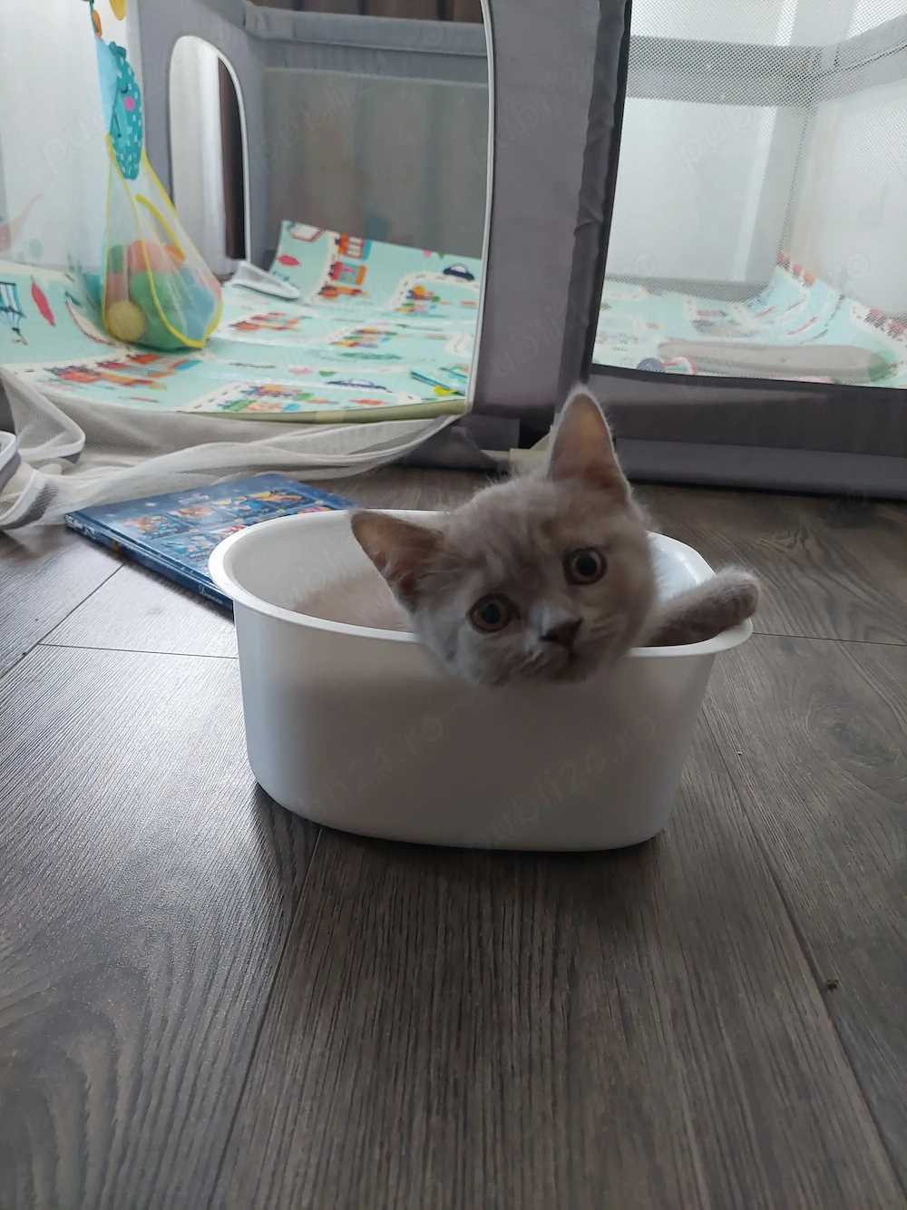 Pisica British shorthair 