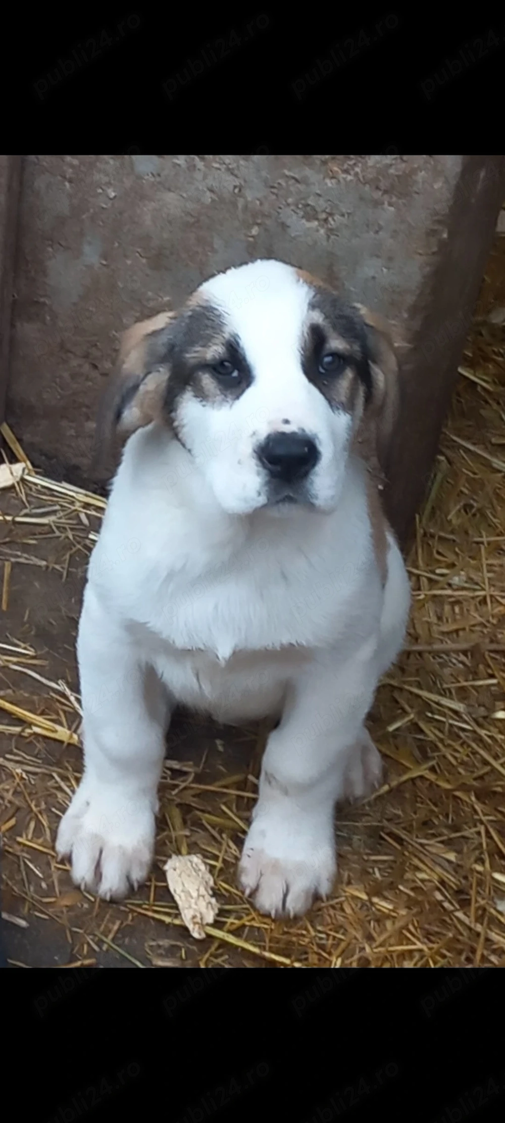 Căței Ciobănesc de Asia Centrală 