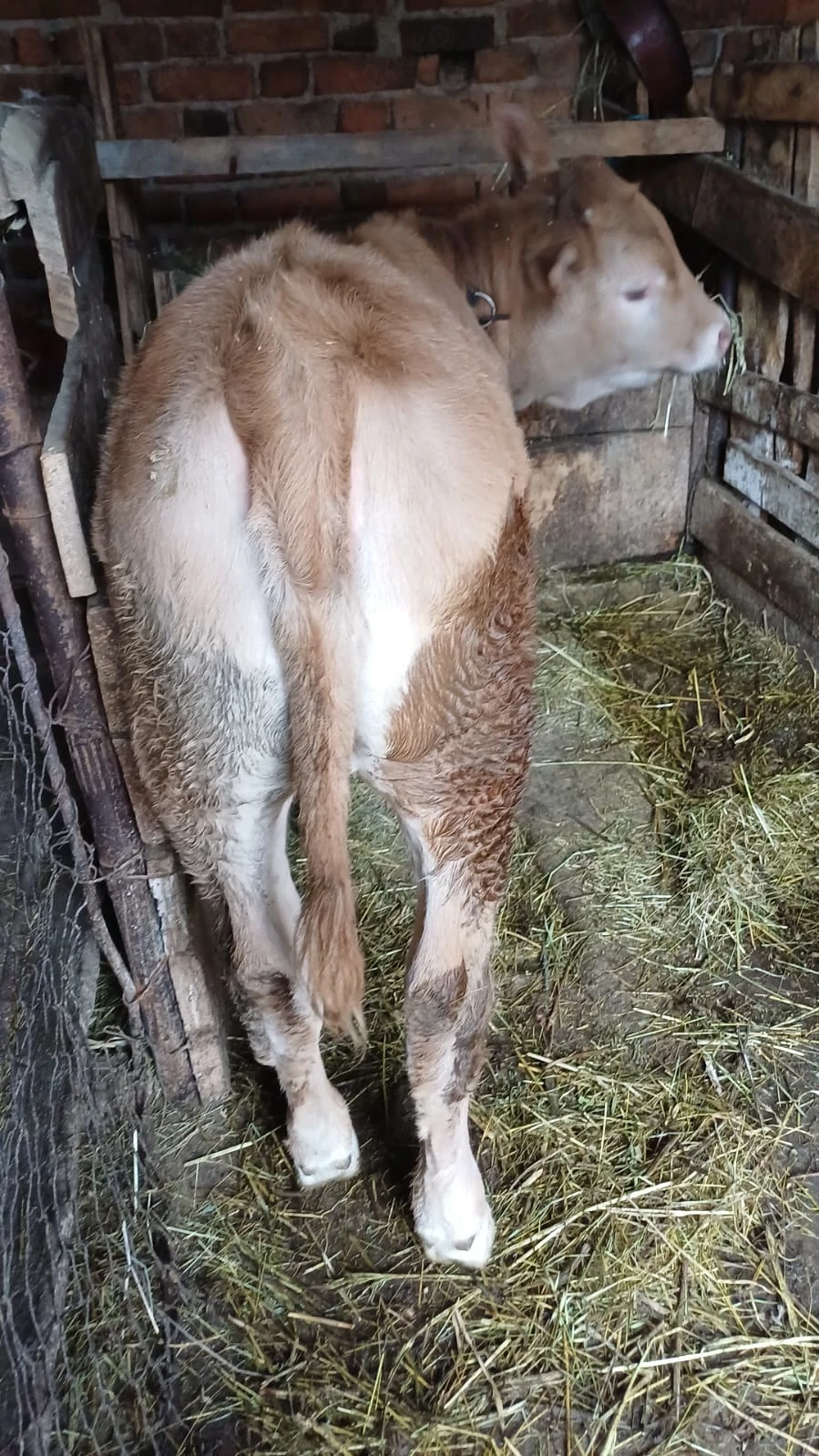 Vand vitea varsta 3.5 luni