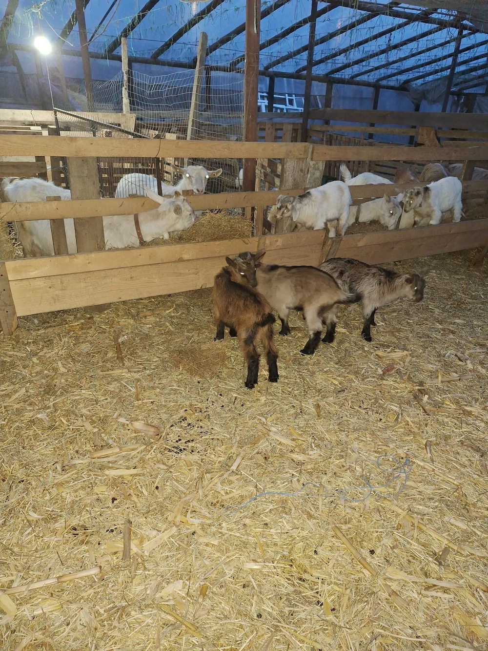 Vând iezi de sacrificat pentru masa de Paște 