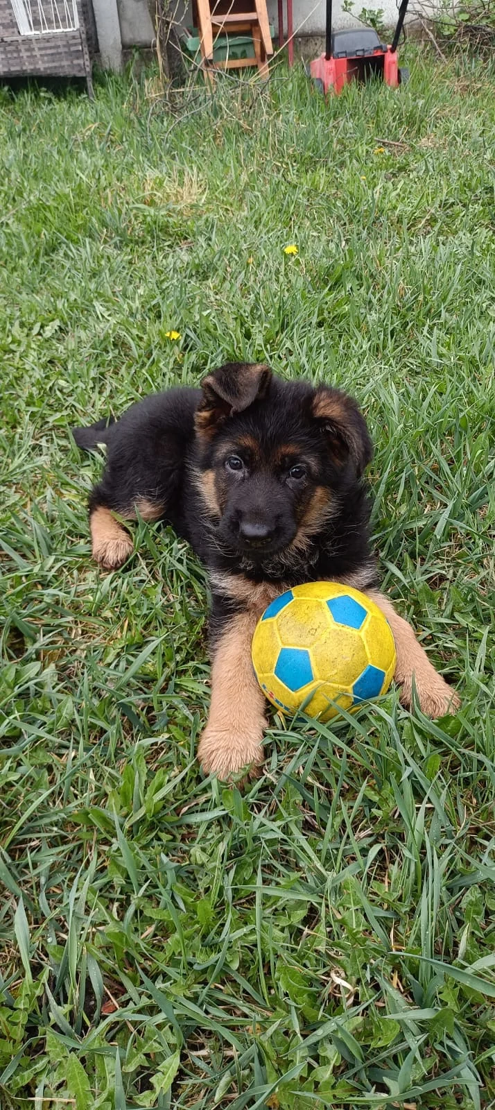  Cățelușă Ciobănesc German - Exemplar deosebit 