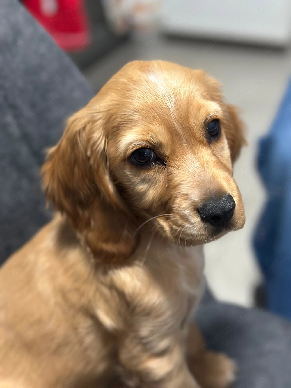 Cocker Spaniel auriu 