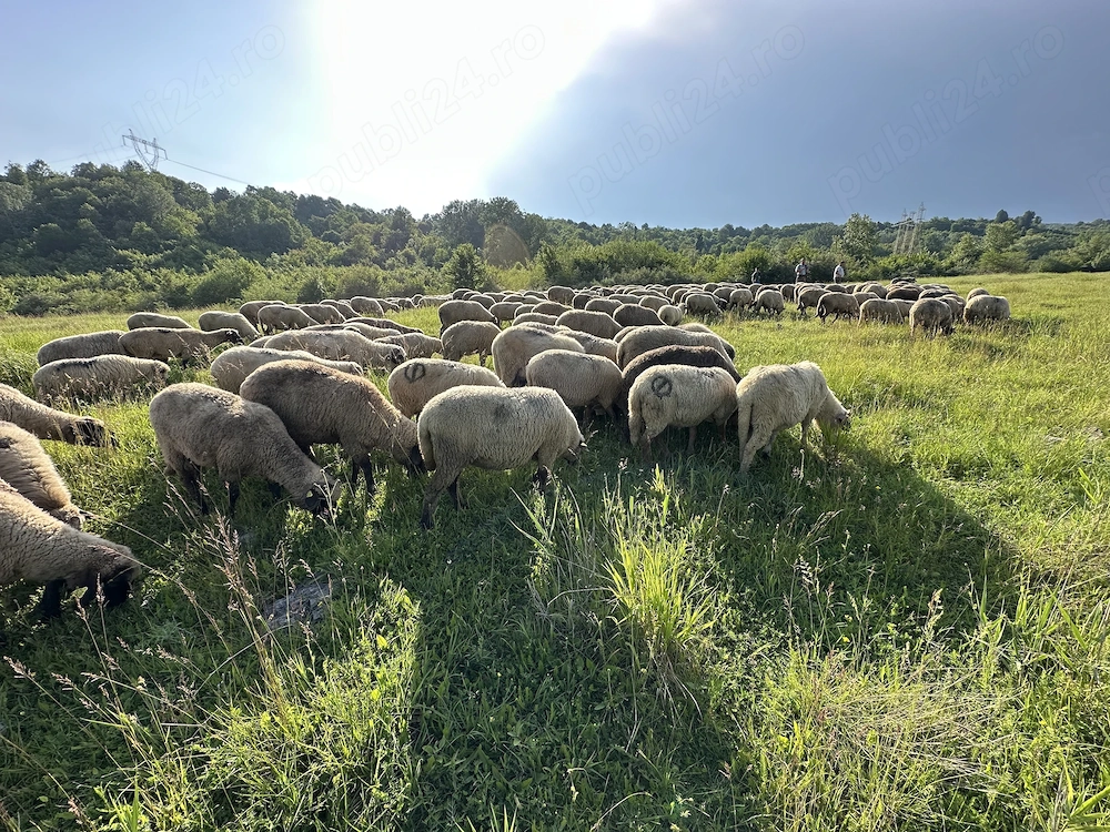 Caut cioban Prahova, care știe să mulgă !