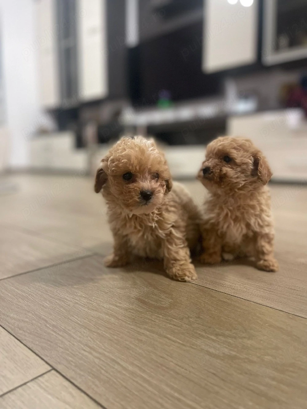 Maltipoo(pudel+bichon)