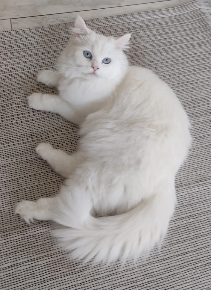 Angora turceasca , fetiță 