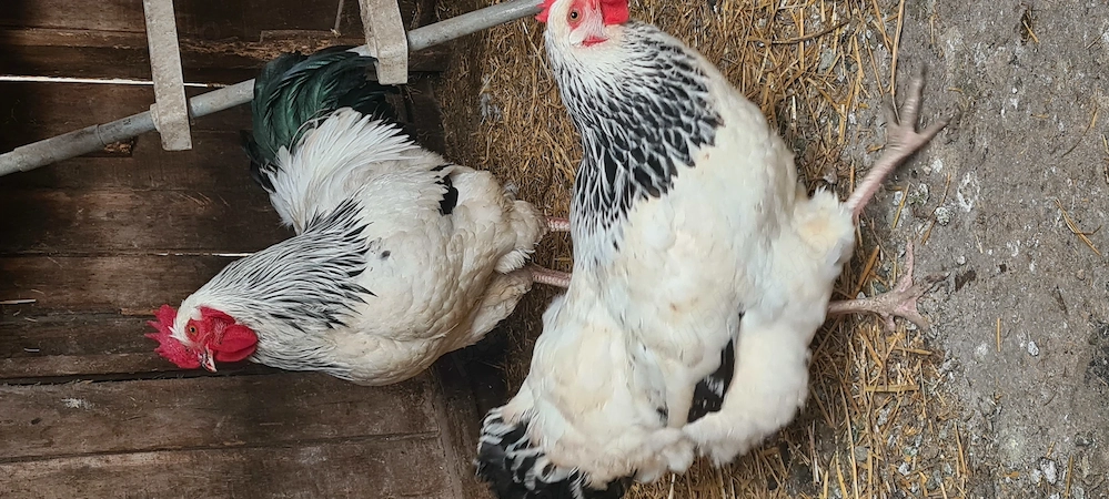 Vând sussex herminat 