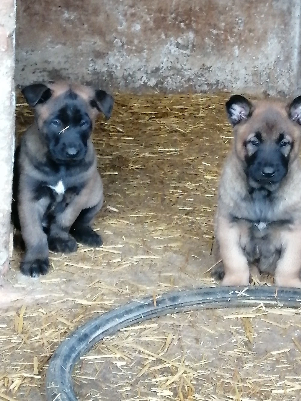 Vînd căței ciobănesc belgian malinois 