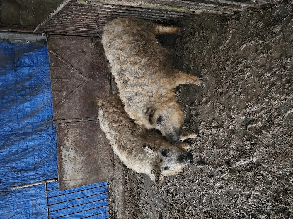 Vand 2 scoafe de mangalita