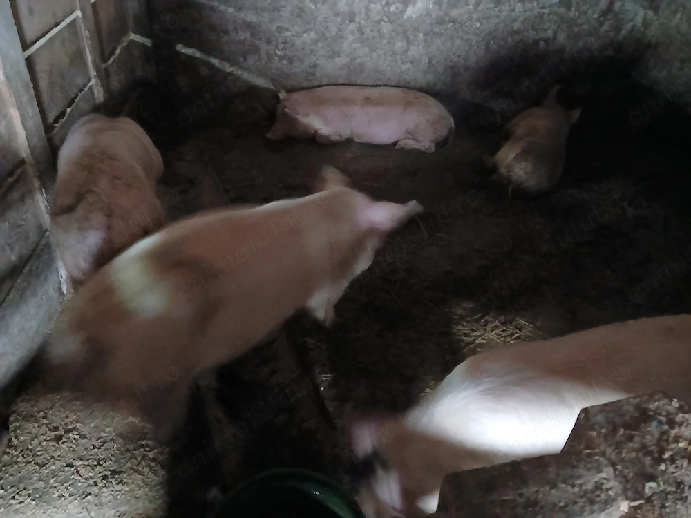 Vand purcelusi de rasa de carne