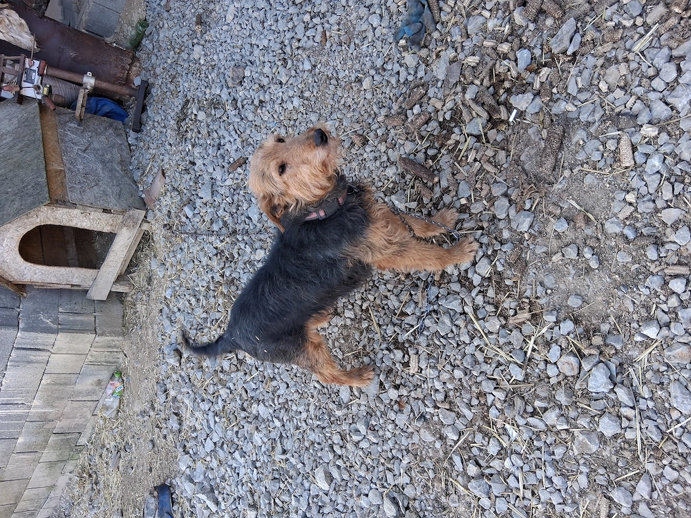 Vând femela de 6,5 ani se da cu garanție, se lasa in probă, mai multe detalii la telefon 