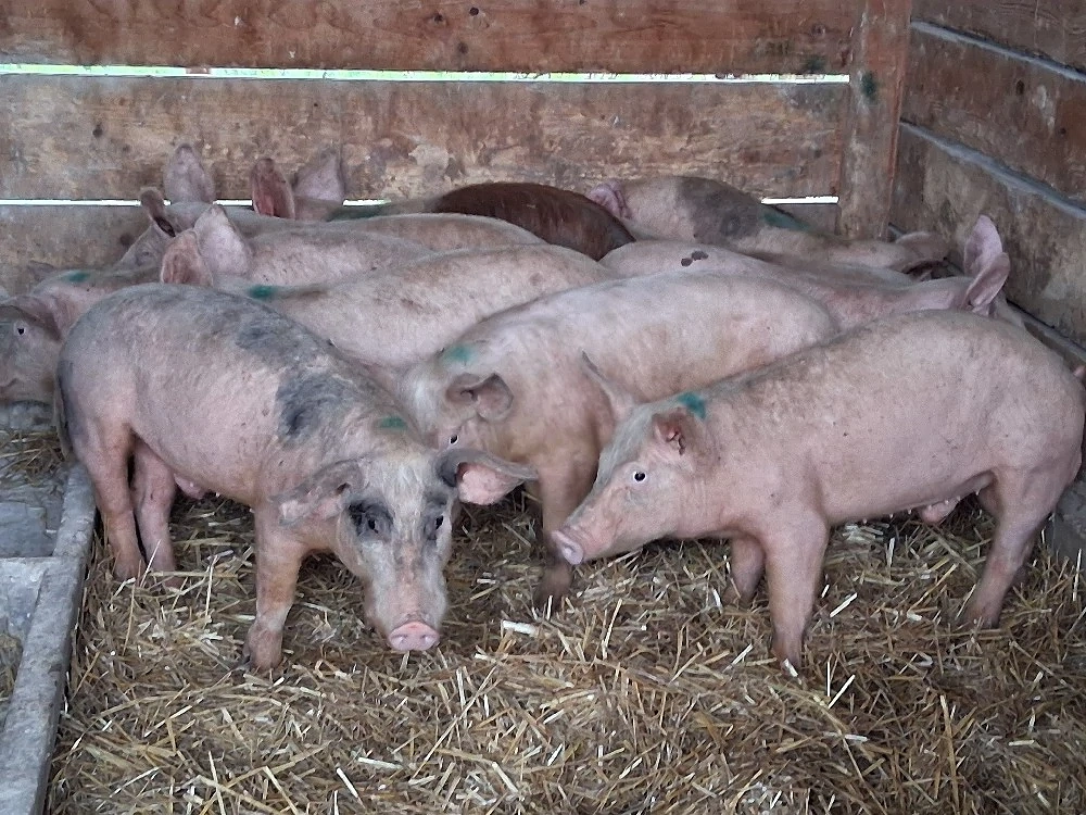 vând soldani, medie  35 kg (masculi castraţi)