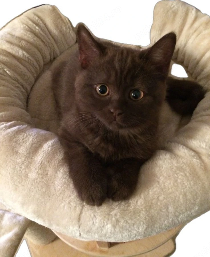 British Shorthair Brown