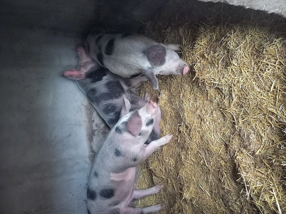 Vând porci sau schimb cu oi sau mieluțe 