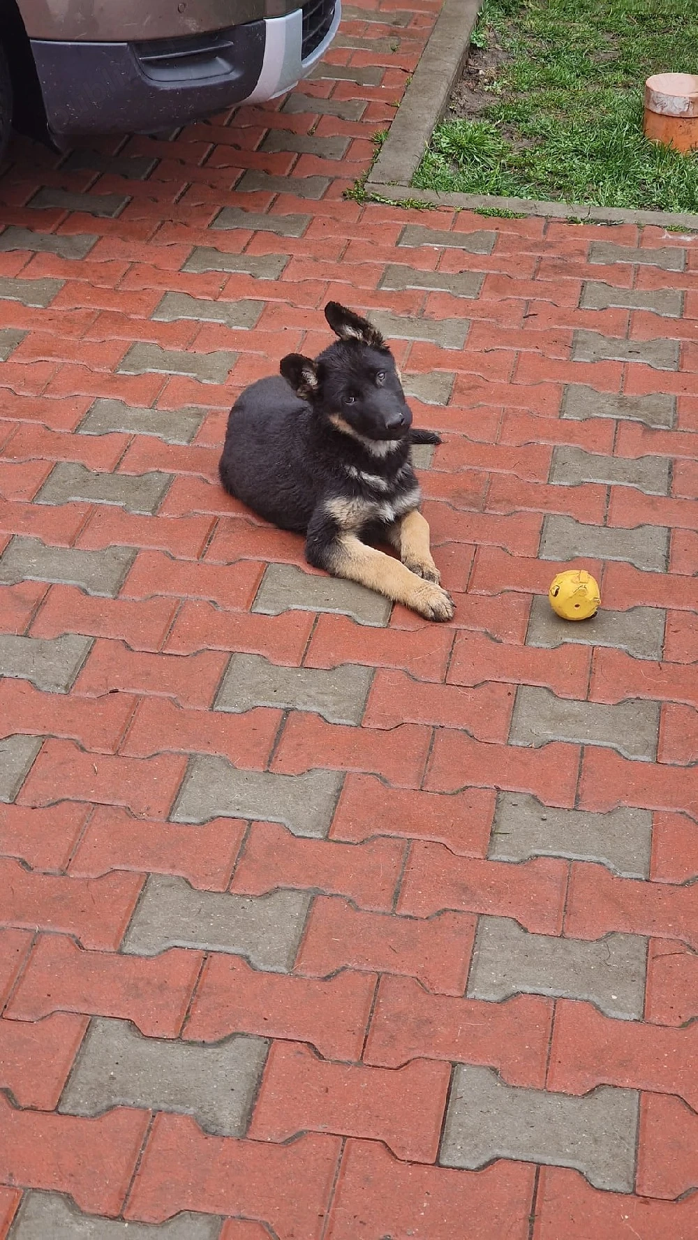 Pui ciobănesc german