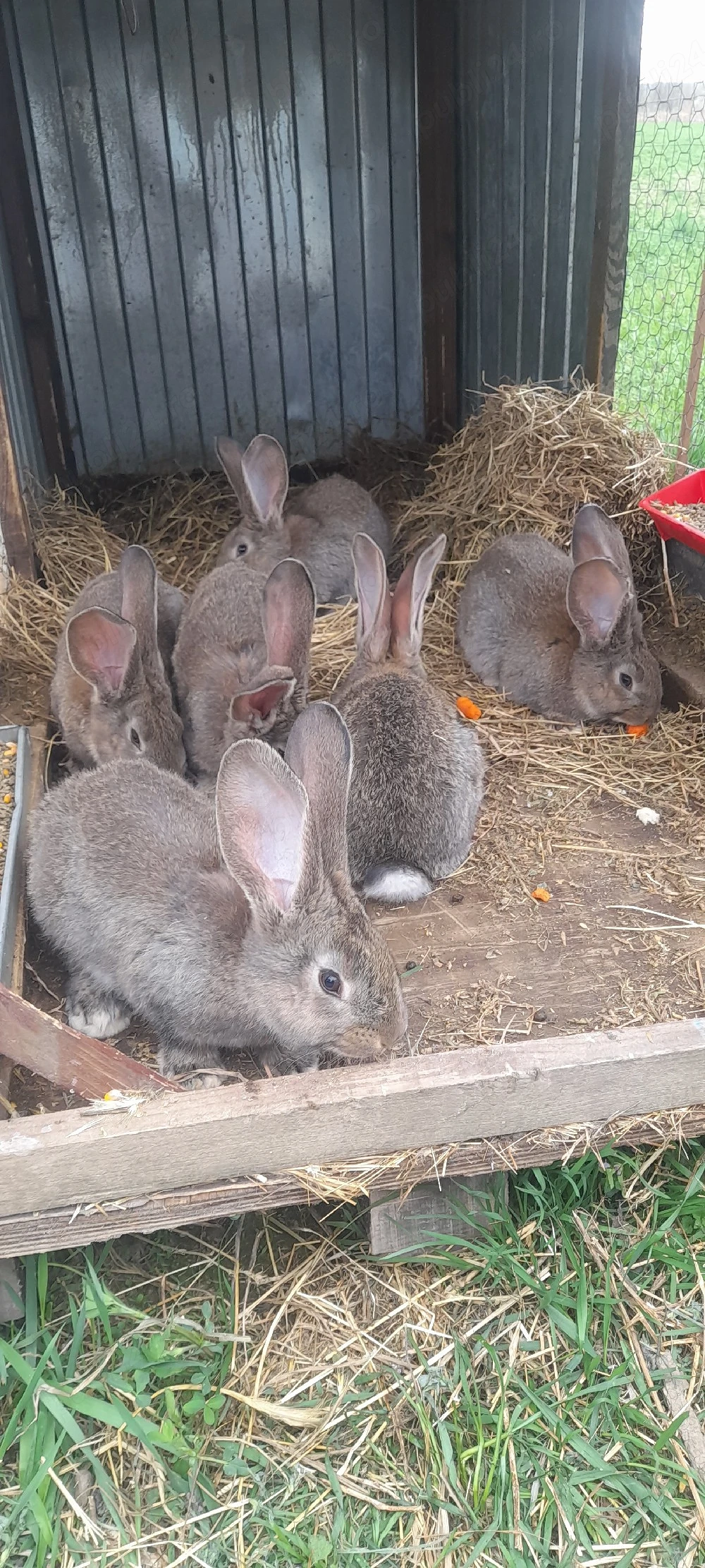 Vând iepurași Uriaș German 