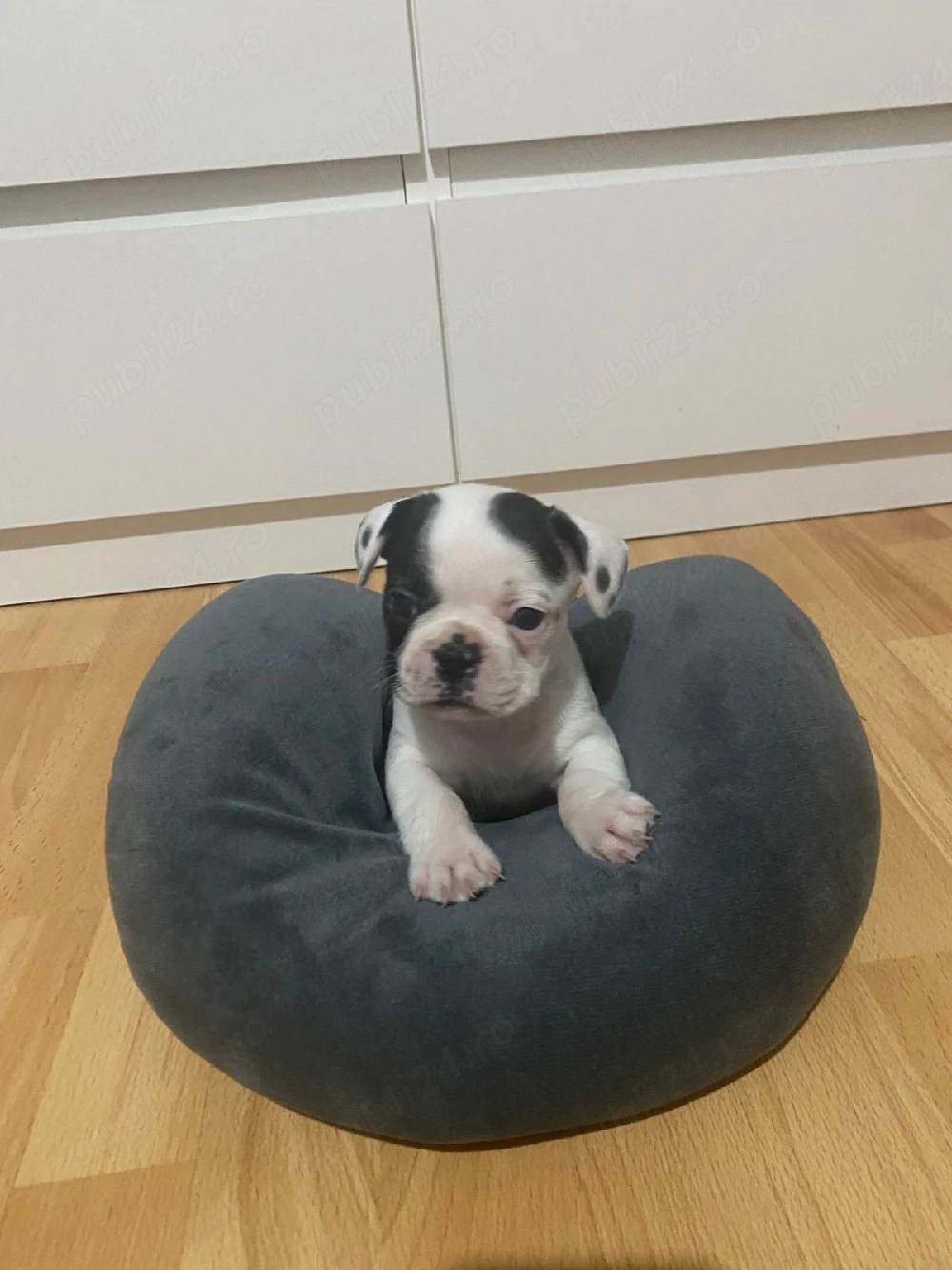 Căutam casuță nouă