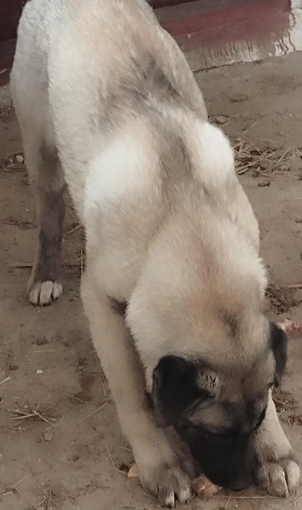 femela kangal 3 luni