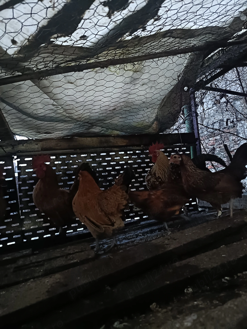 De vânzare găinușe și cocoșei piticii 80 Ron perechea 