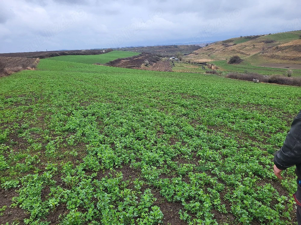 Teren Ocna Sibiului( investitie)