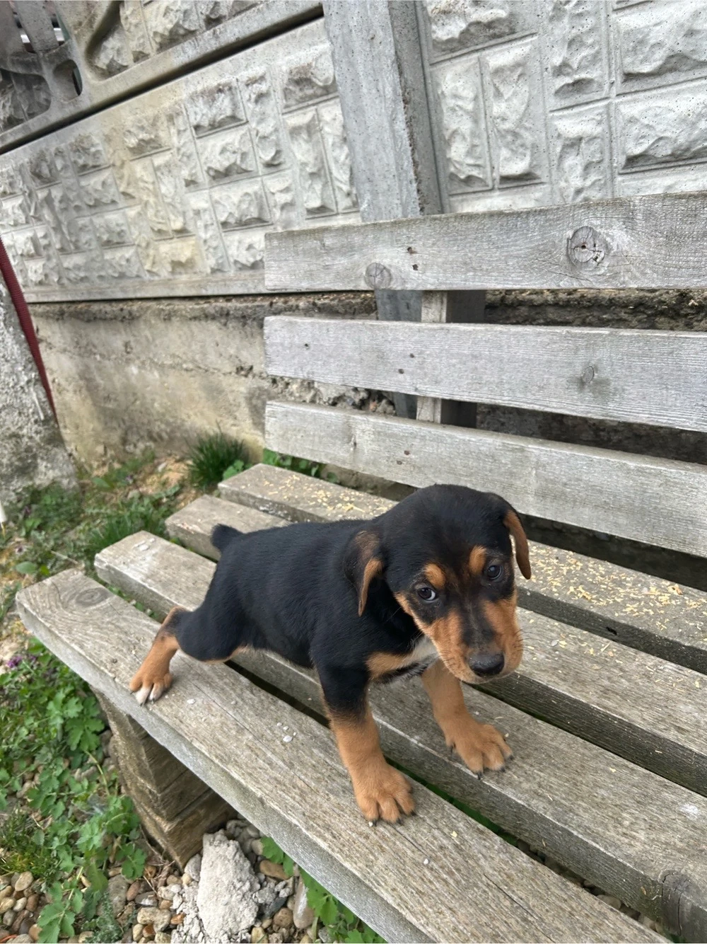 Cațelușa  jagdterrier