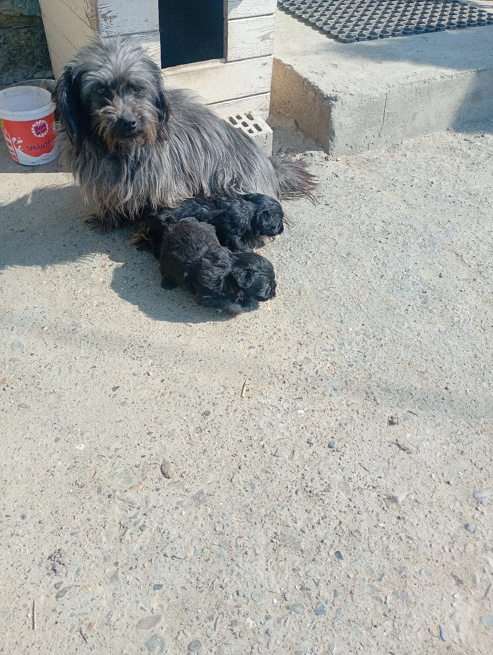 căței bichon havanez de vânzare 