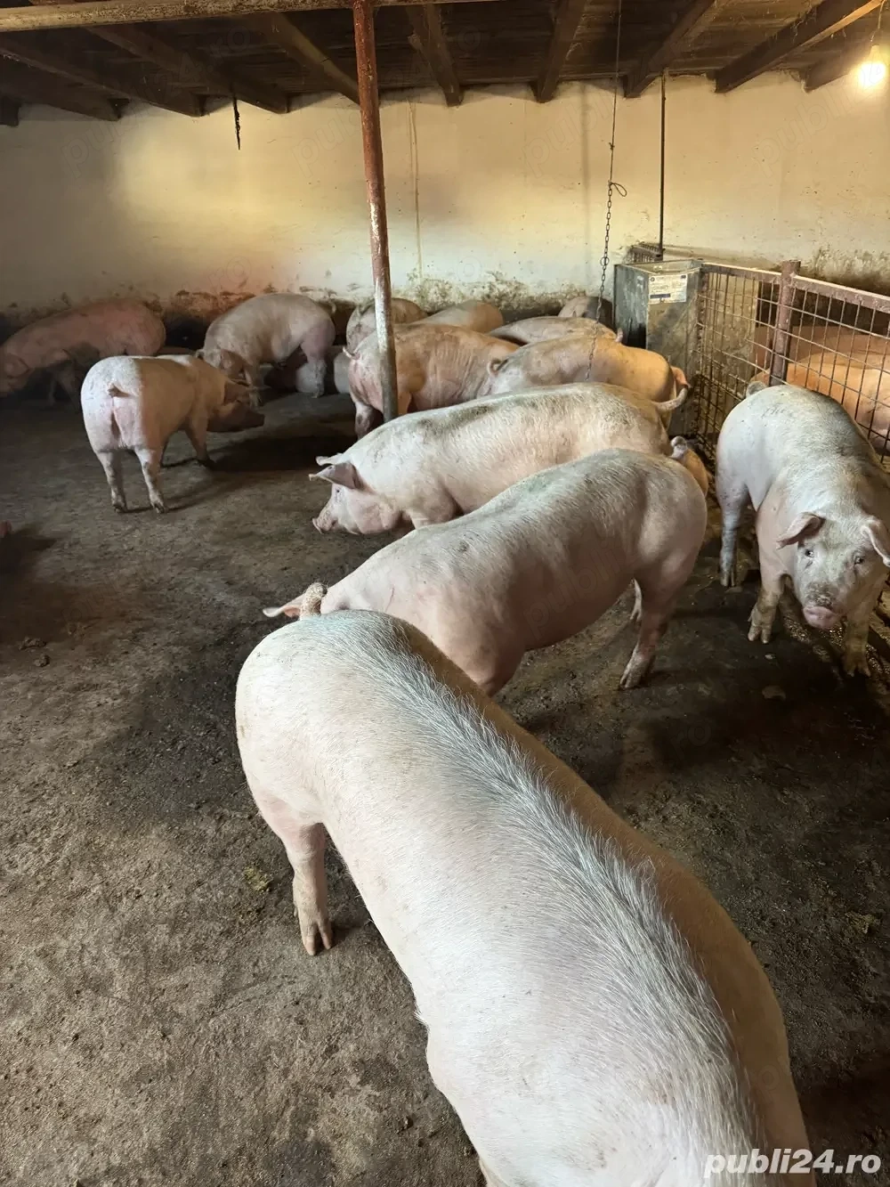 porci de carne crescuți natural la țară avem greutăți cuprinse intre 120-150