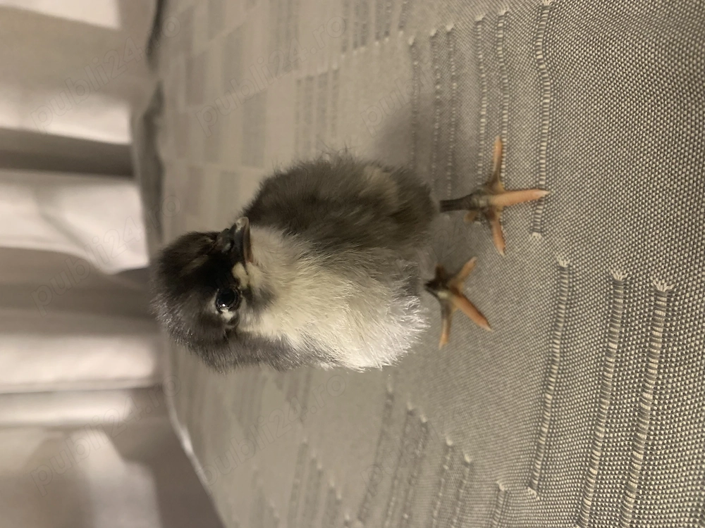 Vand pui Australorp negru si albastru