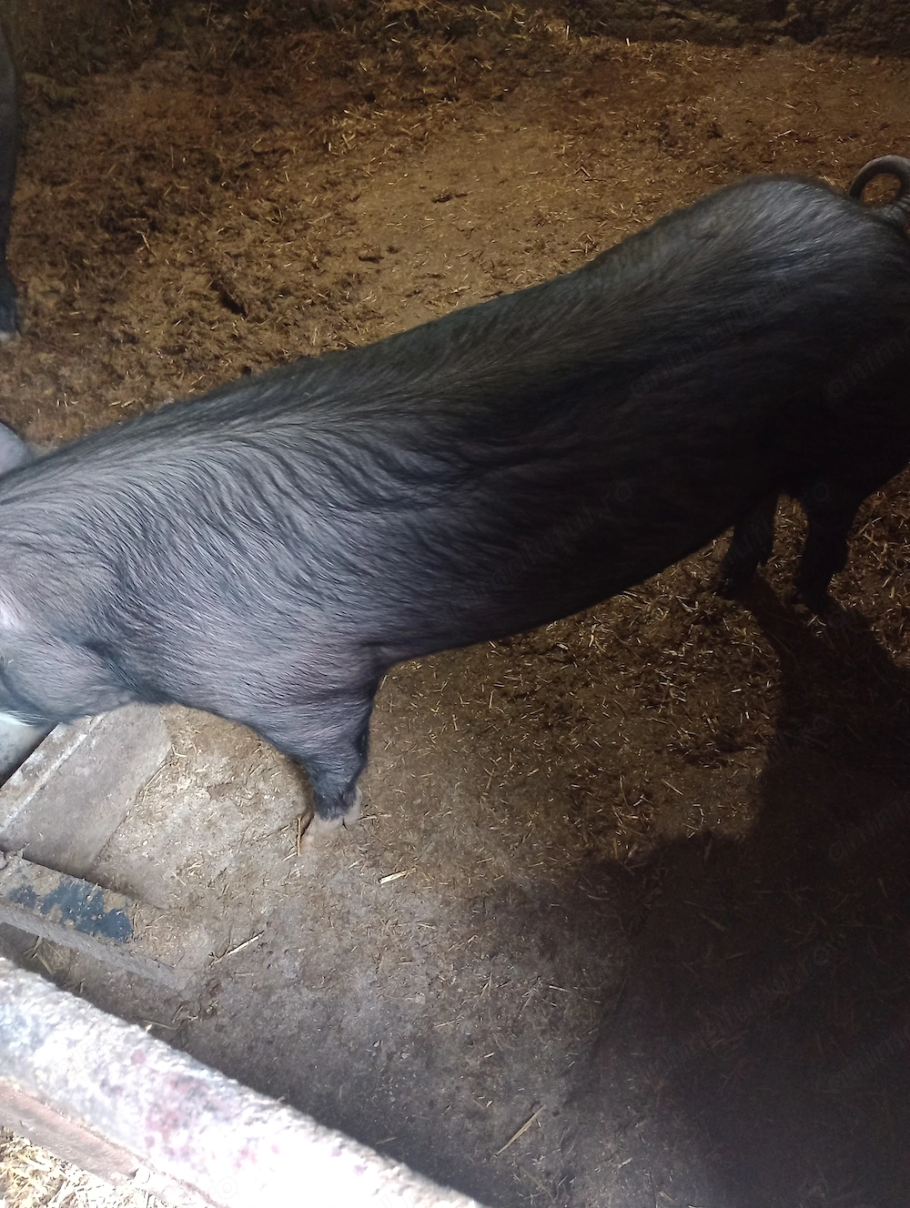 Purcică de vânzare! Rasa Pietrain, 80kg!