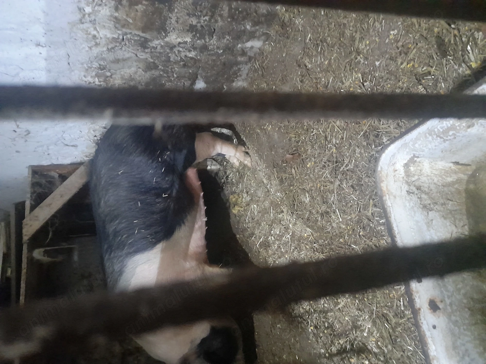 Vând porc peste 200 kg 