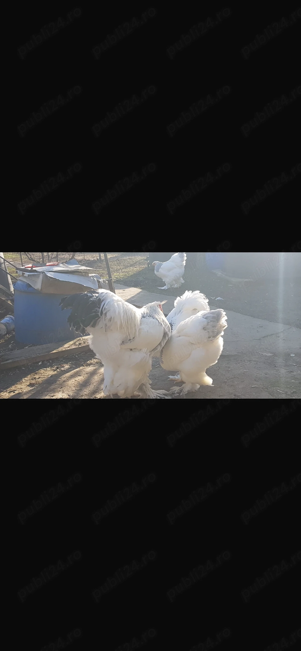 Brahma herminat deschis