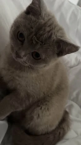 British Shorthair Lila 