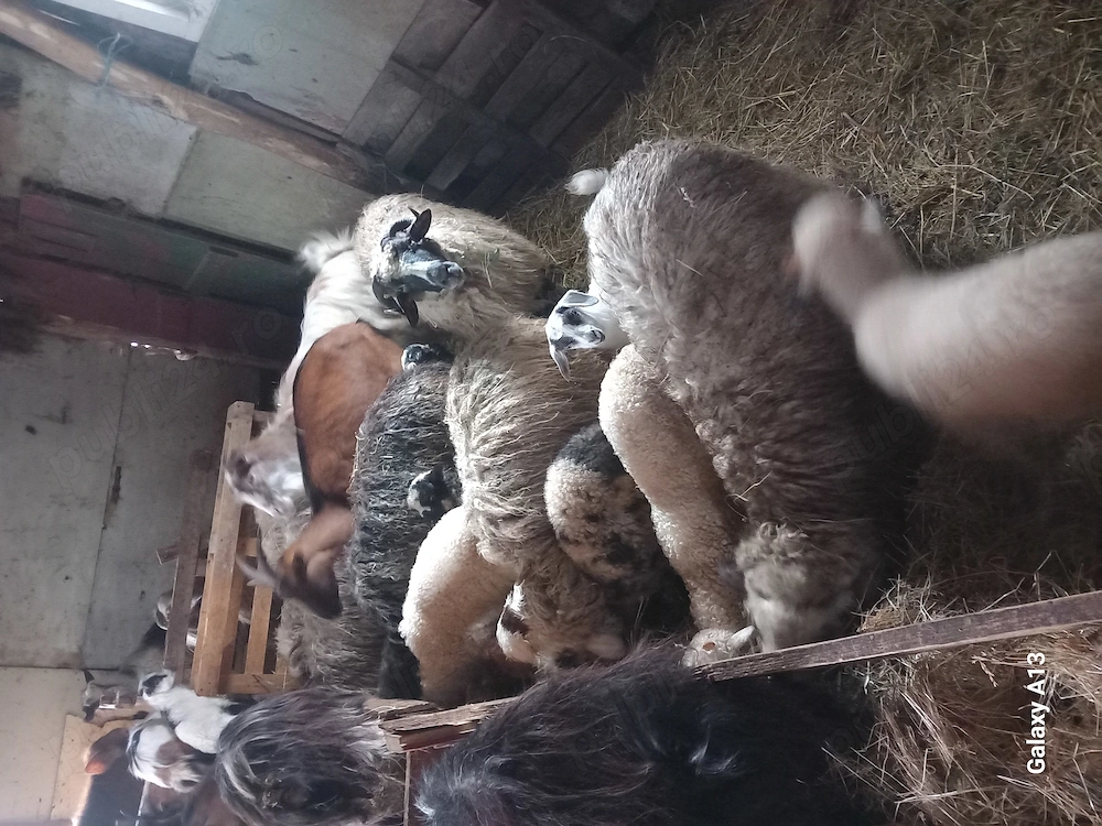 Vand sau schimb oi si capre 