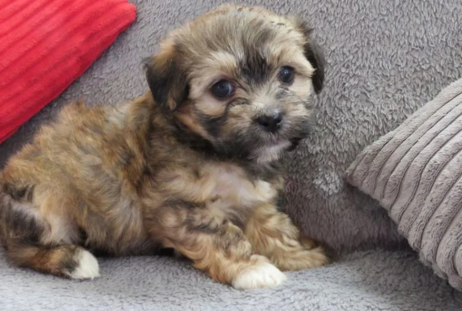 Bichon havanez 400 lei