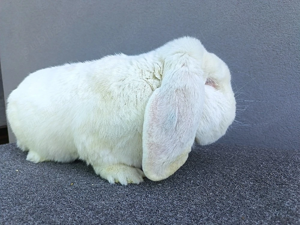 Iepuri Berbec German 