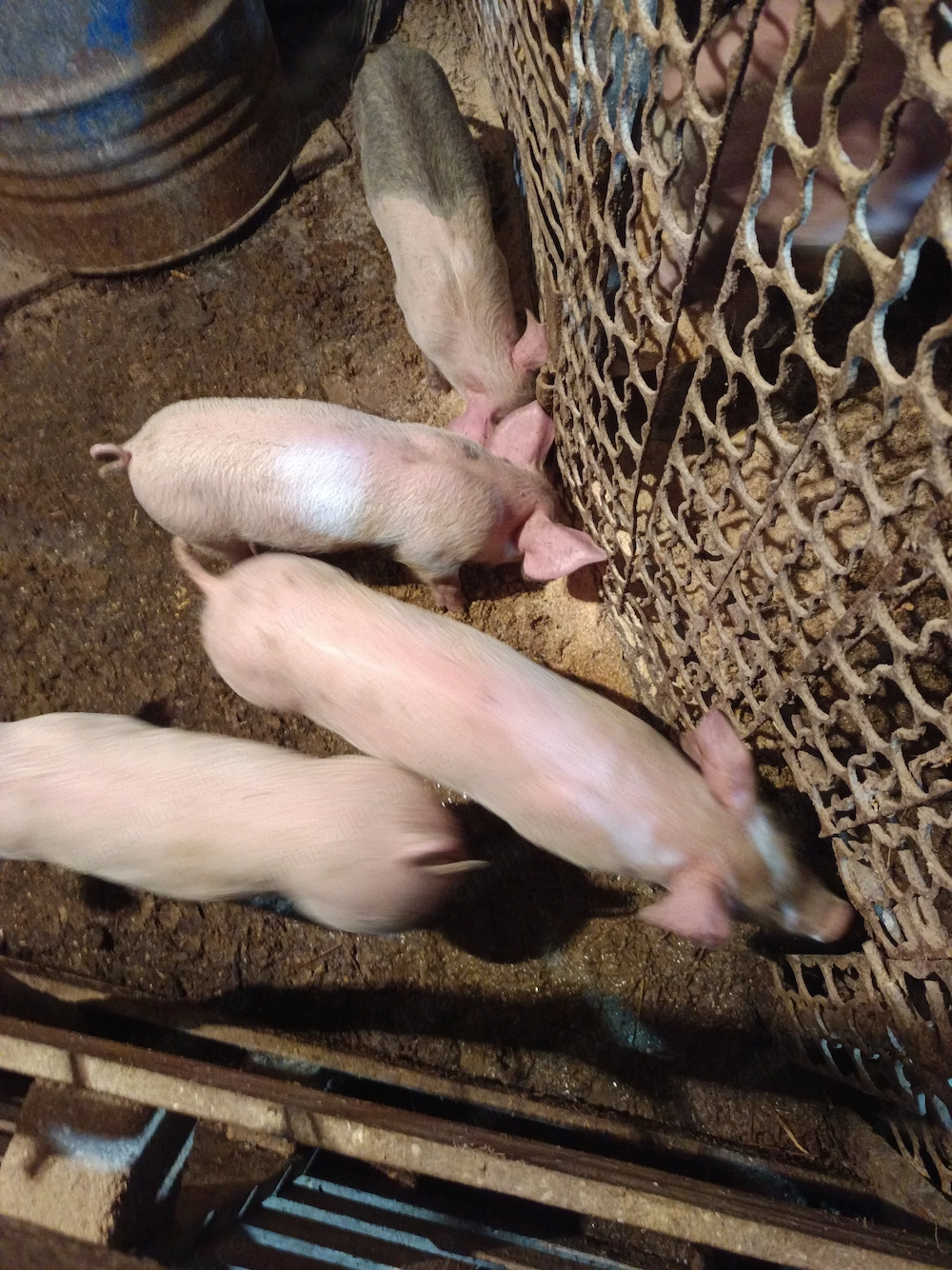 Vând purcei de 8saptamani sau schimb cu cerealele 