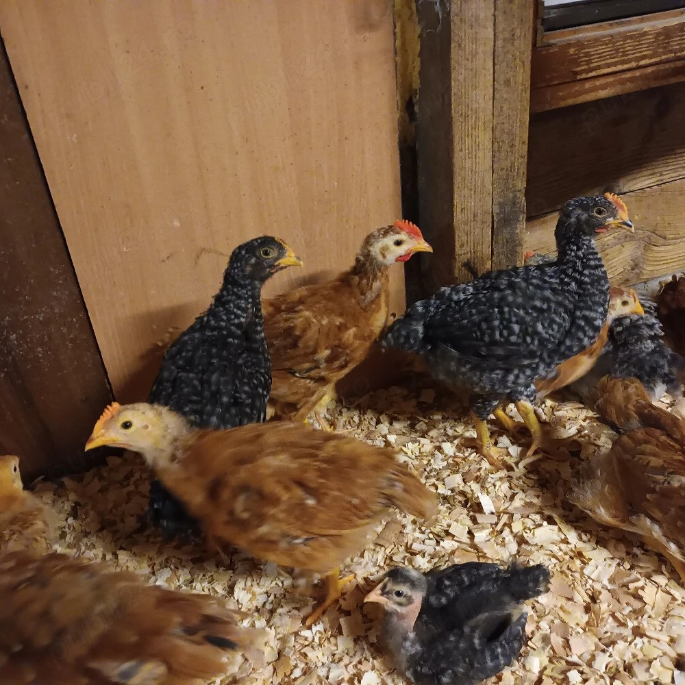 Vând pui rasă mixta 