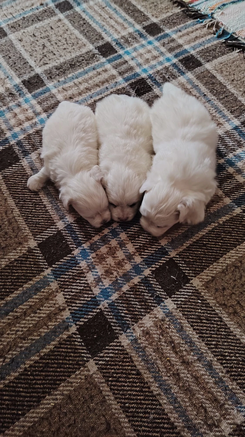 Vind  bihon  talie mică 