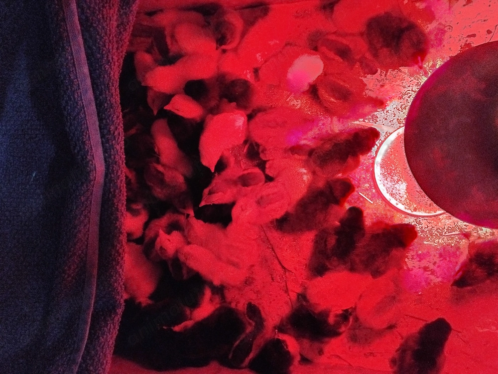 Pui Australorp si Italien din 27 .03