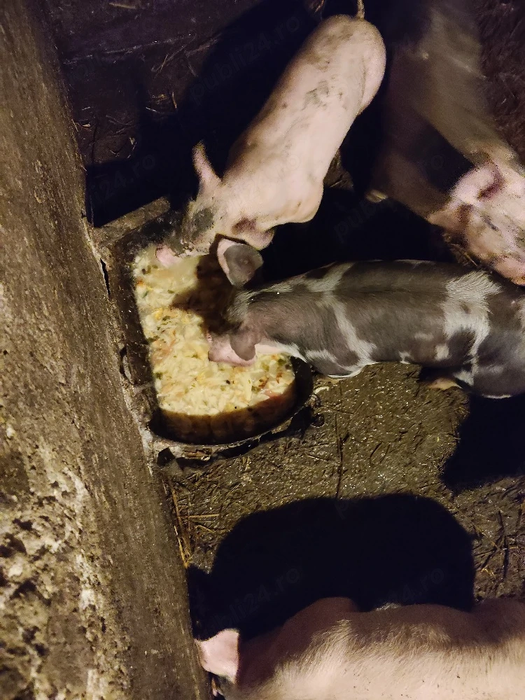 purcei de vînzare 