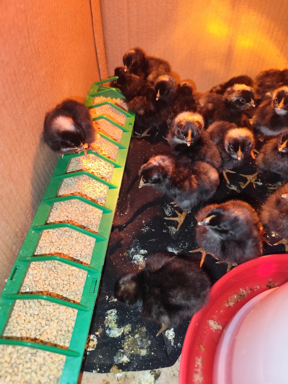 Pui Plymouth Rock Barat 