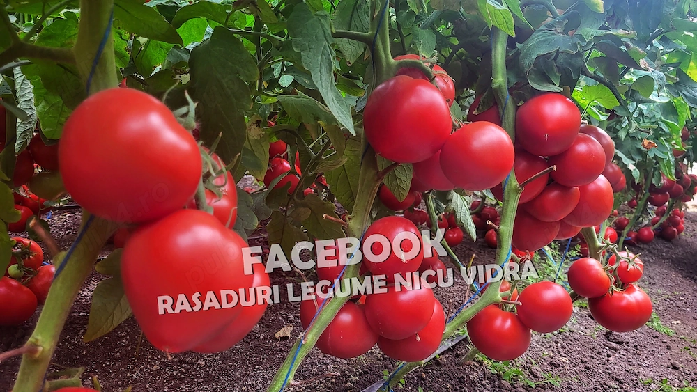 Vand rasaduri legume: Vand rasad de rosii   rasad tomate