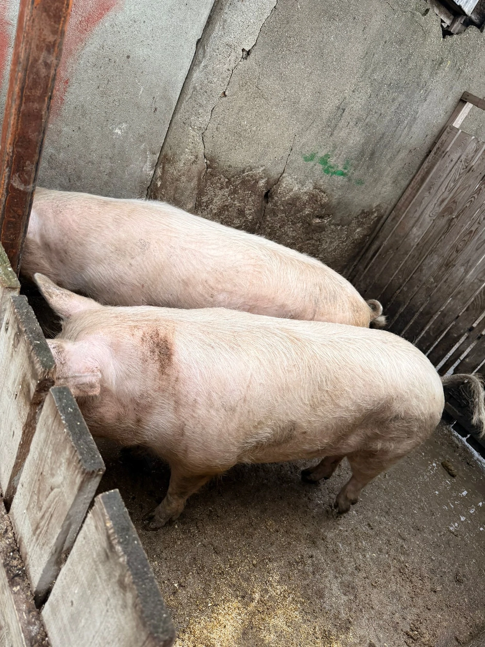 Porci de vanzare 13 lei kg 