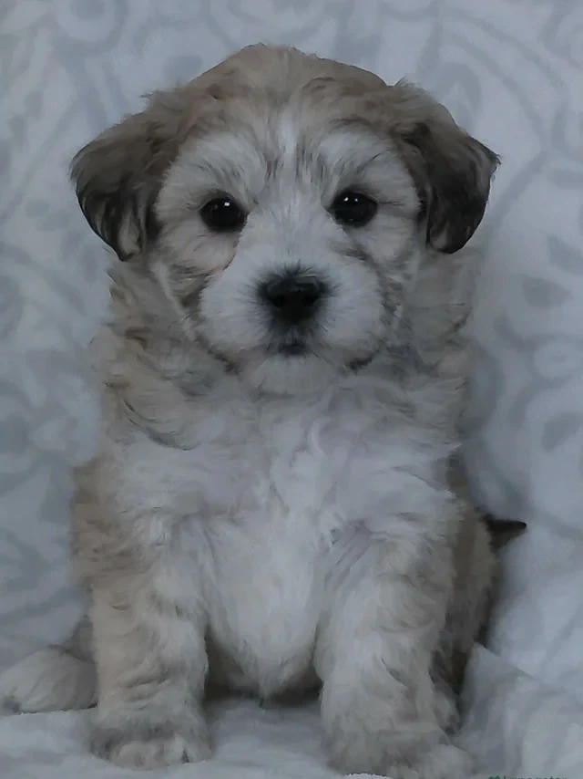 Bichon havanez fata și băiat