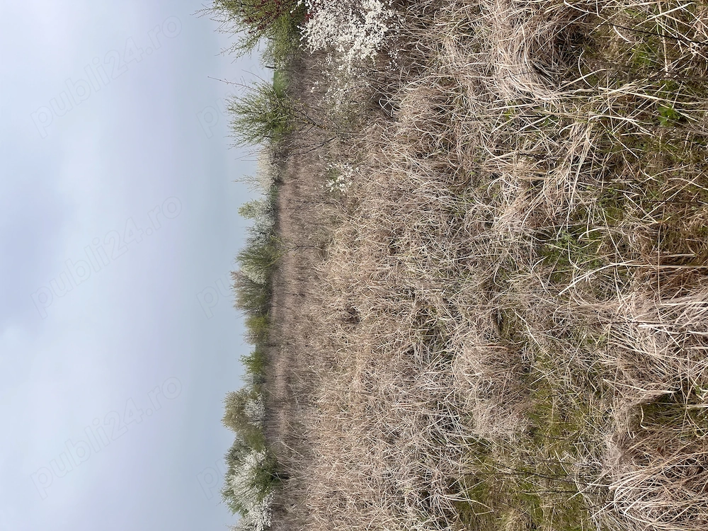 De vânzare teren în comuna Pișchia sat Bencecul de Jos