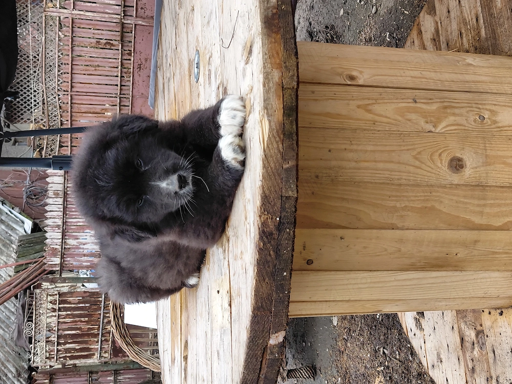 Vand fetita ciobanesc corb