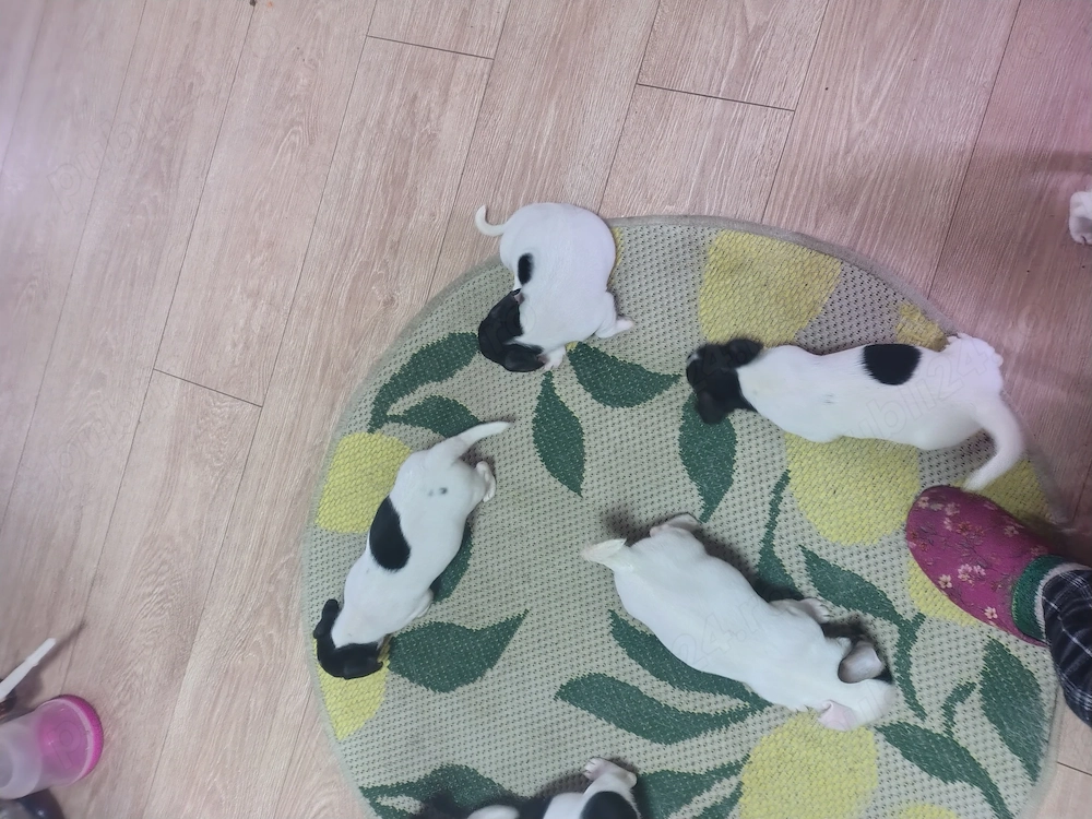 Jack Russell terrier par scurt băieți și fete