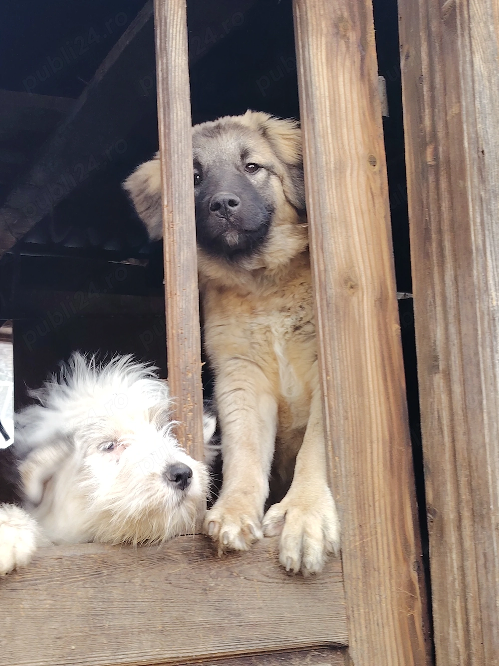 Catelusa Kangal în vârstă de 9 luni 