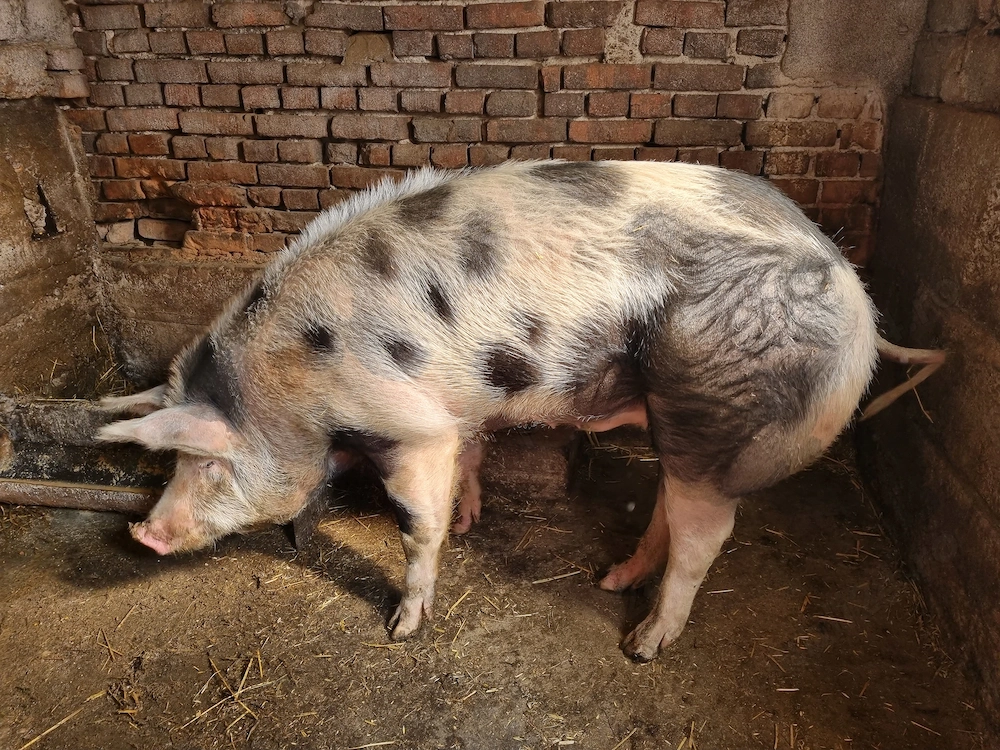 Porc de vânzare 